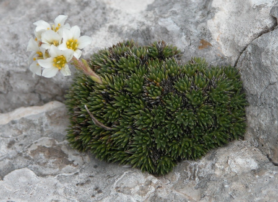 Saxifraga vandellii / Sassifraga di Vandelli